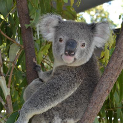 Koala