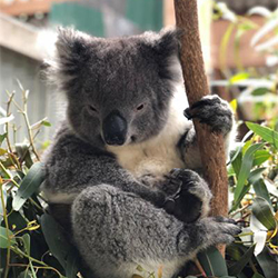 Koala